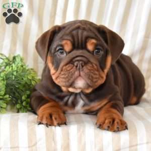 Ruby, English Bulldog Puppy