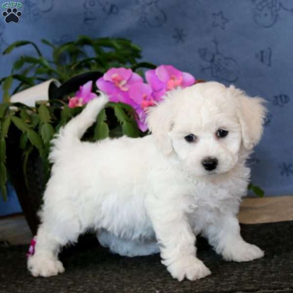 Ruby, Bichon Frise Puppy