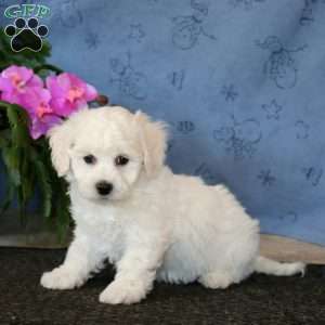 Ruby, Bichon Frise Puppy