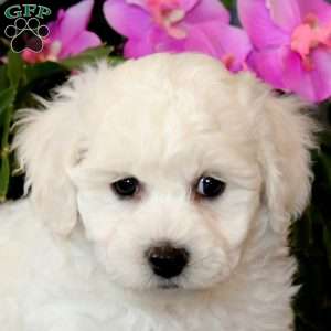 Ruby, Bichon Frise Puppy