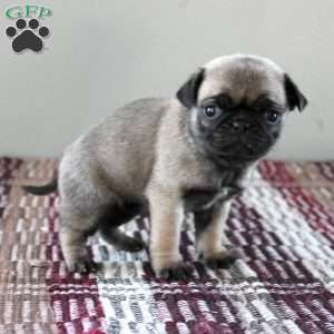 Ruby, Pug Puppy