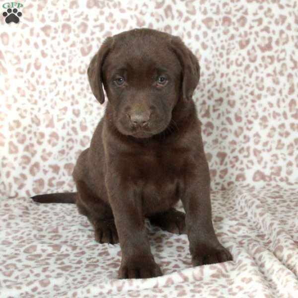 Rudy, Chocolate Labrador Retriever Puppy
