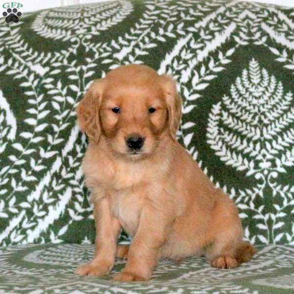 Rudy, Golden Retriever Puppy