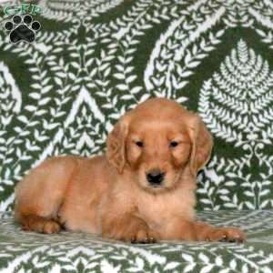 Rudy, Golden Retriever Puppy
