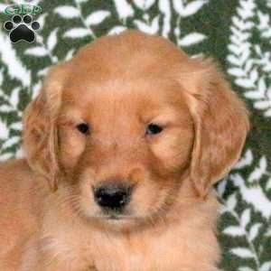 Rudy, Golden Retriever Puppy
