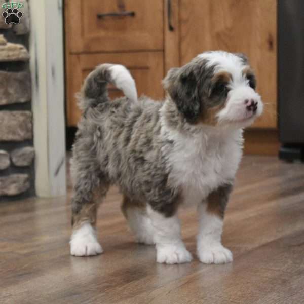 Rue, Mini Bernedoodle Puppy