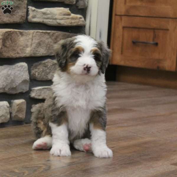 Rue, Mini Bernedoodle Puppy