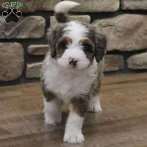 Rue, Mini Bernedoodle Puppy