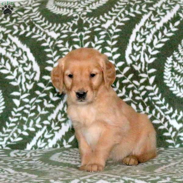 Rue, Golden Retriever Puppy