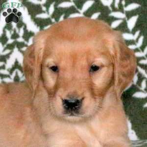 Rue, Golden Retriever Puppy