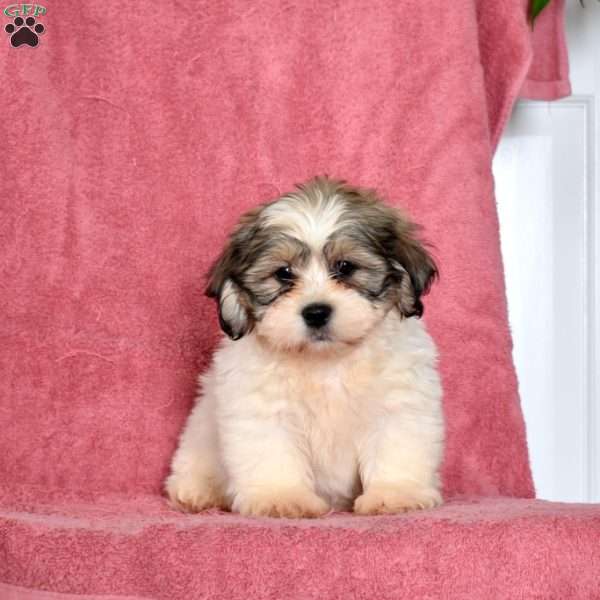 Ruffles, Shih Tzu Puppy