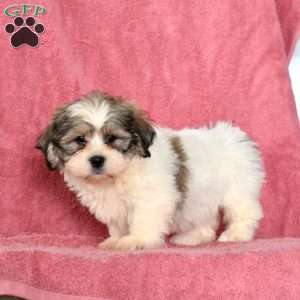 Ruffles, Shih Tzu Puppy