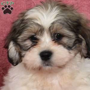 Ruffles, Shih Tzu Puppy