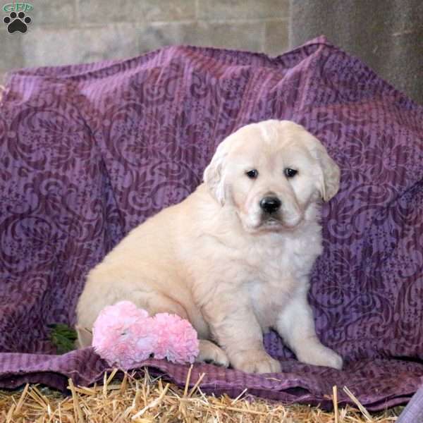 Ruffles, Golden Retriever Puppy