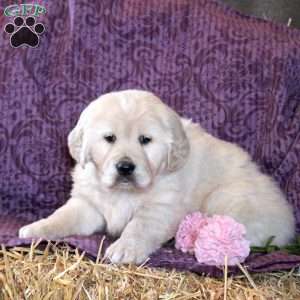 Ruffles, Golden Retriever Puppy