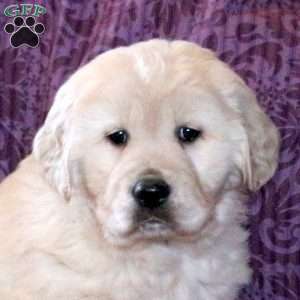 Ruffles, Golden Retriever Puppy