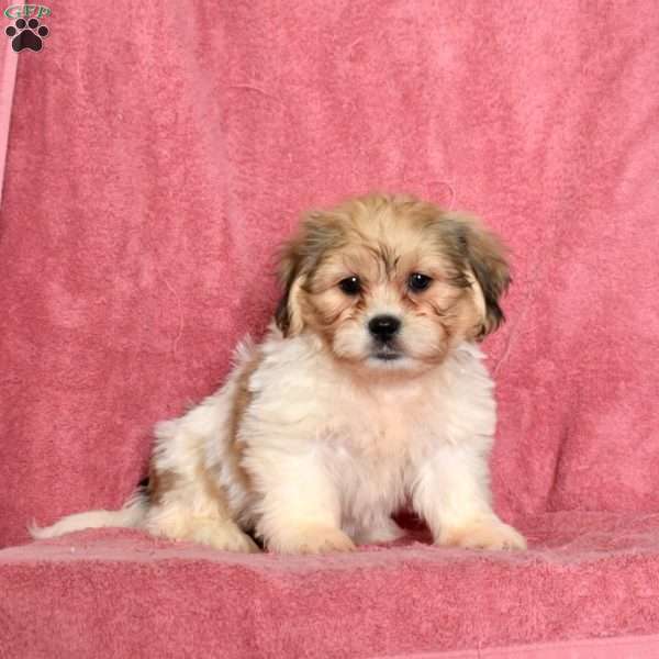 Rufus, Shih Tzu Puppy