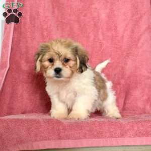 Rufus, Shih Tzu Puppy