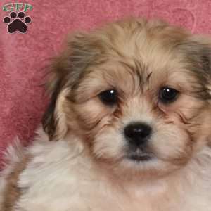 Rufus, Shih Tzu Puppy