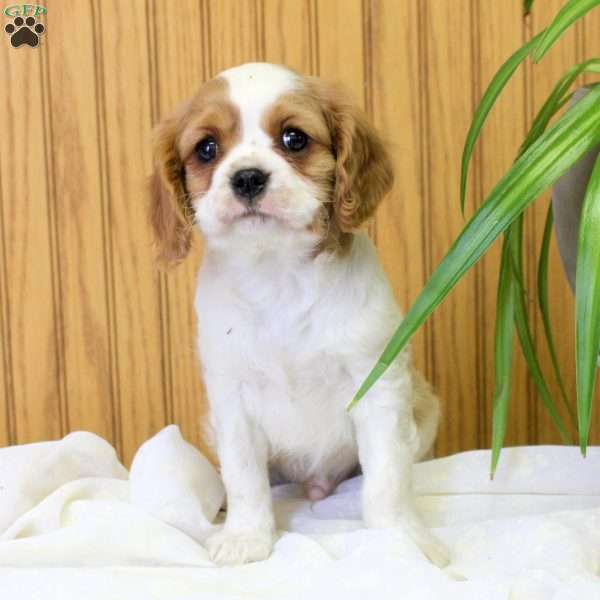 Russell, Cavalier King Charles Spaniel Puppy