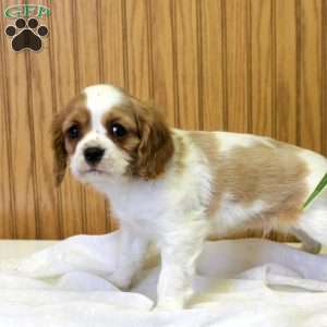 Russell, Cavalier King Charles Spaniel Puppy