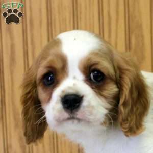 Russell, Cavalier King Charles Spaniel Puppy