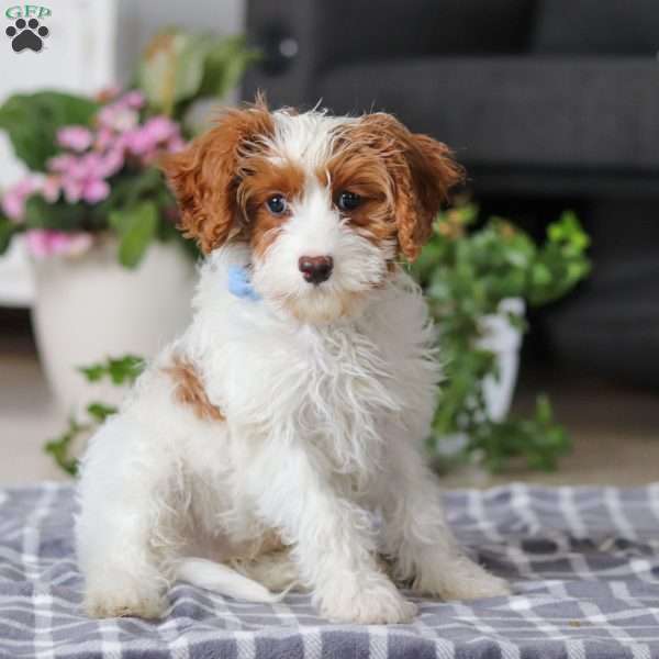 Rusty, Cavapoo Puppy