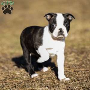 Rusty, Boston Terrier Puppy