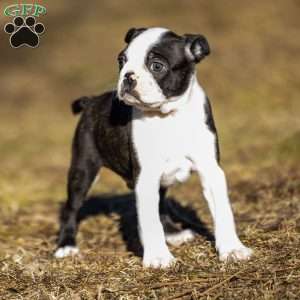 Rusty, Boston Terrier Puppy