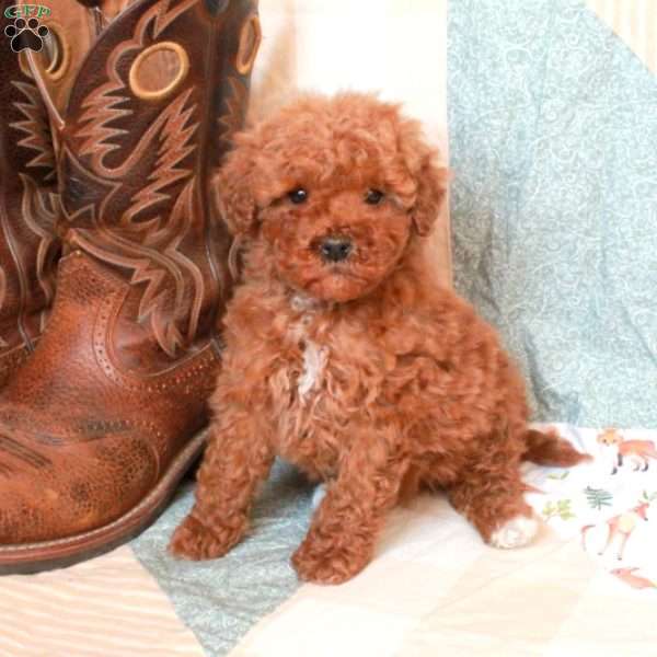 Rusty-F2, Mini Goldendoodle Puppy
