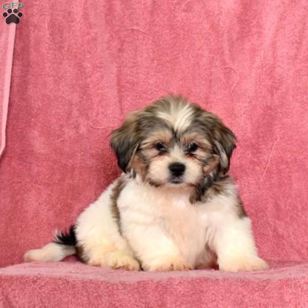 Rusty, Shih Tzu Puppy