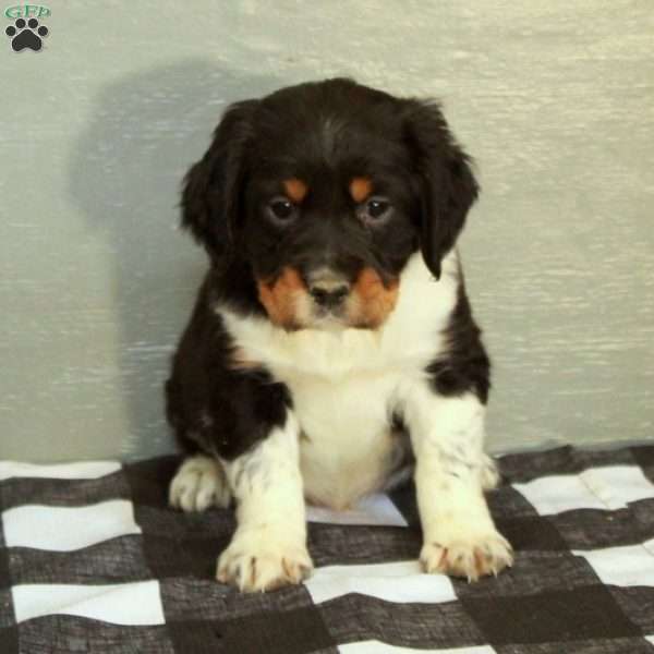 Rusty, English Springer Spaniel Puppy