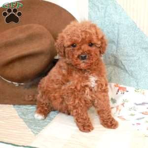 Rusty-F2, Mini Goldendoodle Puppy