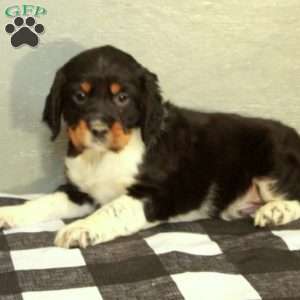 Rusty, English Springer Spaniel Puppy