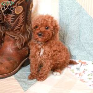Rusty-F2, Mini Goldendoodle Puppy