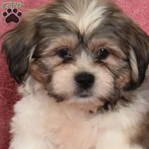 Rusty, Shih Tzu Puppy