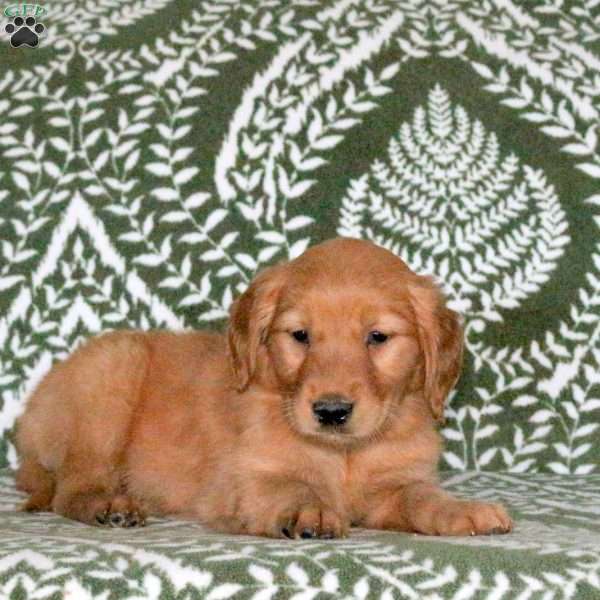 Ruthie, Golden Retriever Puppy