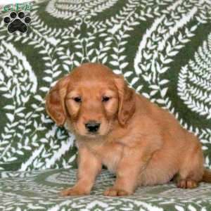 Ruthie, Golden Retriever Puppy