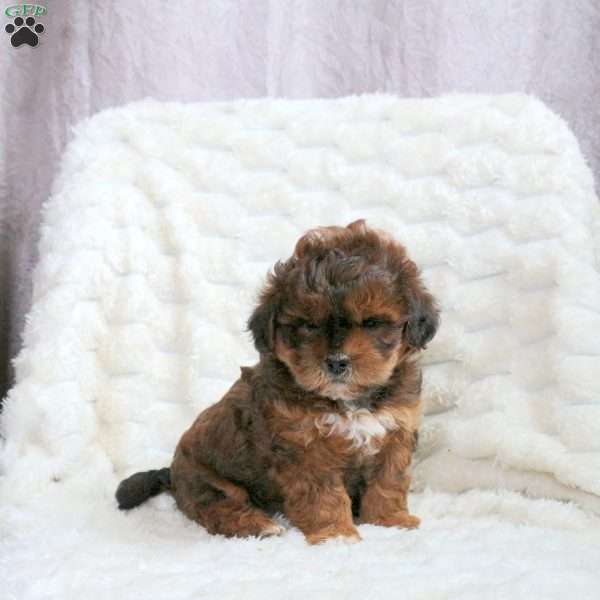 Ryan, Shih-Poo Puppy