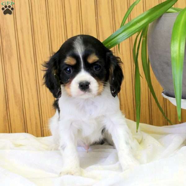 Ryan, Cavalier King Charles Spaniel Puppy