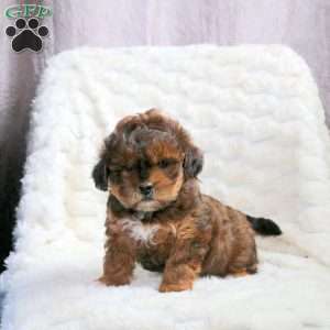 Ryan, Shih-Poo Puppy