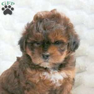 Ryan, Shih-Poo Puppy
