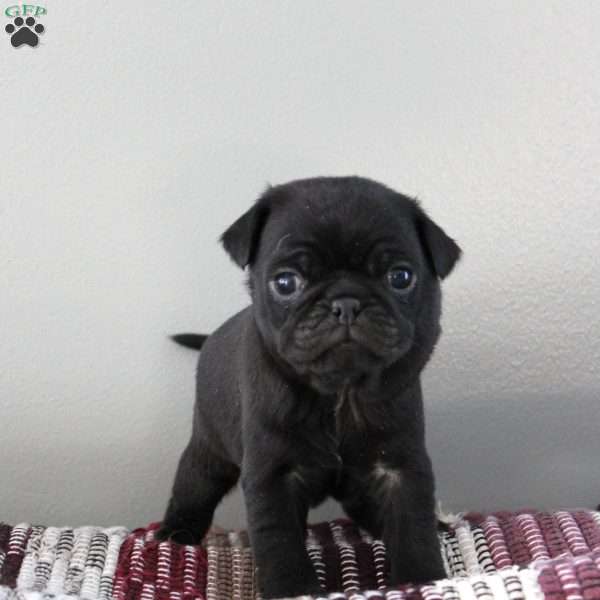 Ryder, Pug Puppy