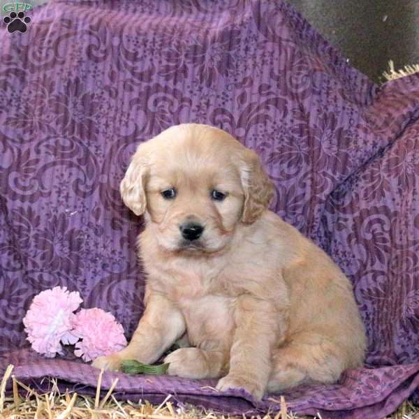 Rylan, Golden Retriever Puppy