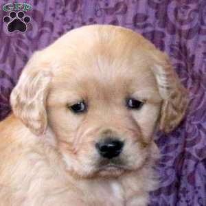 Rylan, Golden Retriever Puppy
