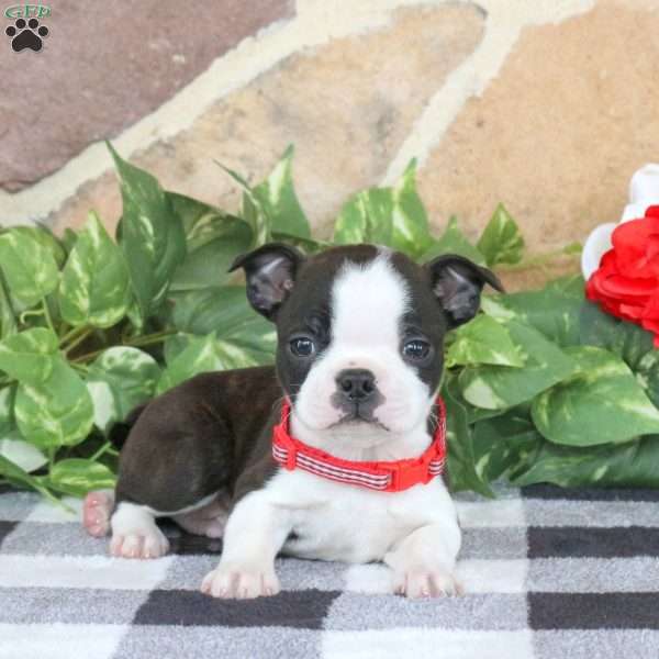 Saber, Boston Terrier Puppy