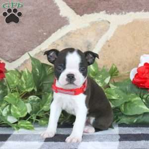 Saber, Boston Terrier Puppy