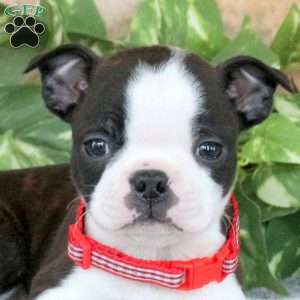 Saber, Boston Terrier Puppy