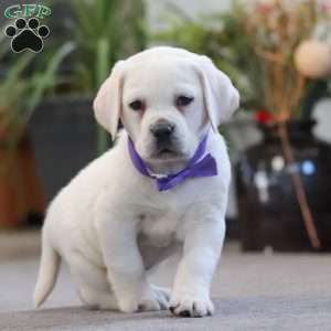 Sadie, Yellow Labrador Retriever Puppy