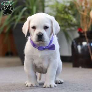 Sadie, Yellow Labrador Retriever Puppy
